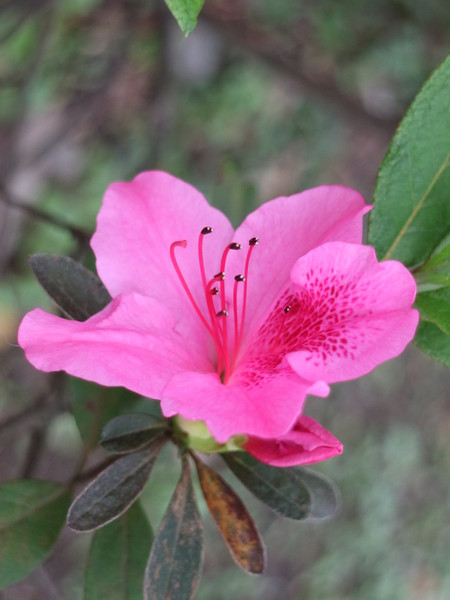 中正紀念堂：【台北旅遊】中正紀念堂漫遊/梅花/櫻花/杜鵑花/森林芬多精一次滿足