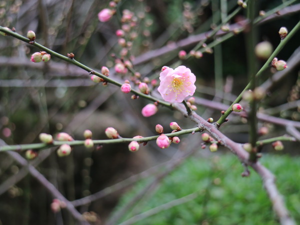 中正紀念堂：【台北旅遊】中正紀念堂漫遊/梅花/櫻花/杜鵑花/森林芬多精一次滿足