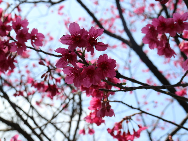 中正紀念堂：【櫻花趣】2016年3月初賞櫻花