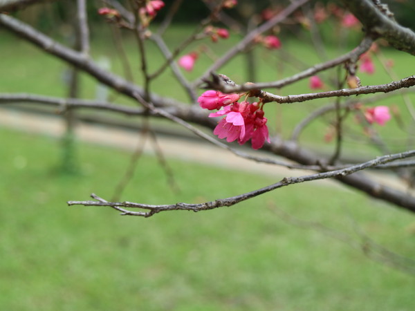 中正紀念堂：【台北旅遊】中正紀念堂漫遊/梅花/櫻花/杜鵑花/森林芬多精一次滿足