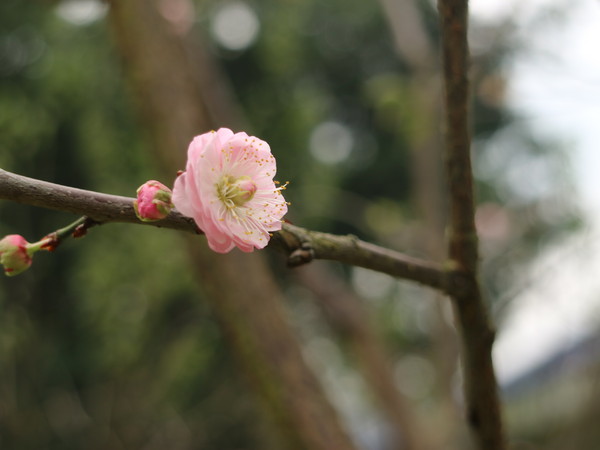中正紀念堂：【台北旅遊】中正紀念堂漫遊/梅花/櫻花/杜鵑花/森林芬多精一次滿足