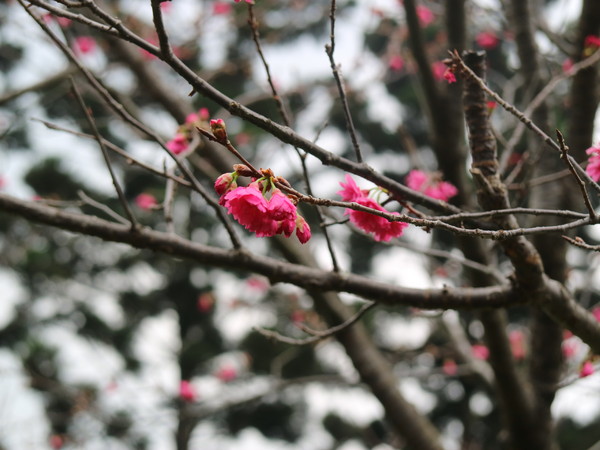 中正紀念堂：【台北旅遊】中正紀念堂漫遊/梅花/櫻花/杜鵑花/森林芬多精一次滿足