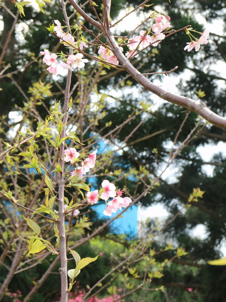 中正紀念堂：【櫻花趣】2016年3月初賞櫻花