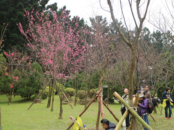 中正紀念堂：【台北旅遊】中正紀念堂漫遊/梅花/櫻花/杜鵑花/森林芬多精一次滿足