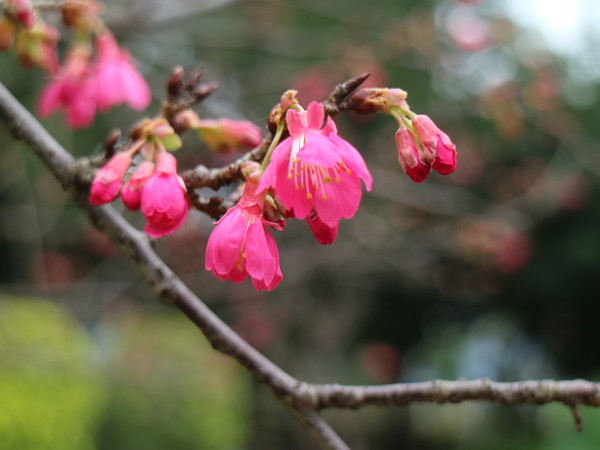 中正紀念堂：【台北旅遊】中正紀念堂漫遊/梅花/櫻花/杜鵑花/森林芬多精一次滿足