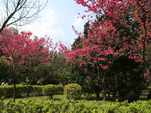 中正紀念堂：【櫻花趣】2016年3月初賞櫻花