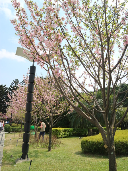 中正紀念堂：【櫻花趣】2016年3月初賞櫻花