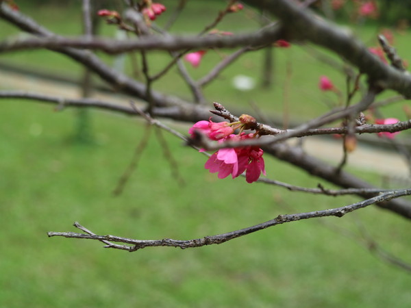 中正紀念堂：【台北旅遊】中正紀念堂漫遊/梅花/櫻花/杜鵑花/森林芬多精一次滿足
