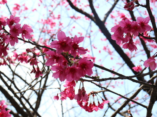 中正紀念堂：【櫻花趣】2016年3月初賞櫻花