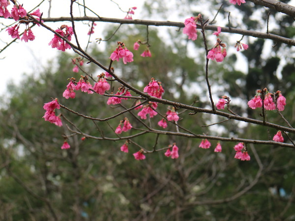 中正紀念堂：【台北旅遊】中正紀念堂漫遊/梅花/櫻花/杜鵑花/森林芬多精一次滿足
