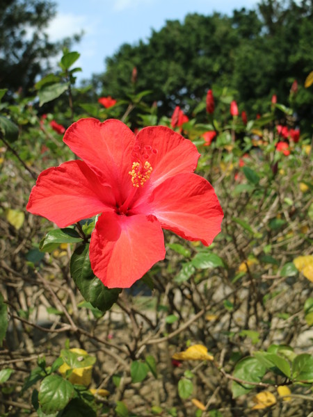 中正紀念堂：【櫻花趣】2016年3月初賞櫻花