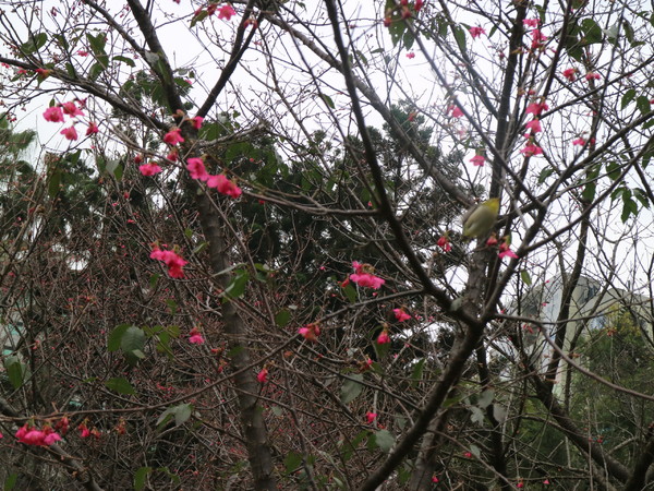 中正紀念堂：【台北旅遊】中正紀念堂漫遊/梅花/櫻花/杜鵑花/森林芬多精一次滿足
