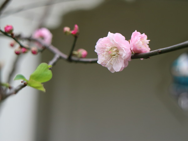 中正紀念堂：【台北旅遊】中正紀念堂漫遊/梅花/櫻花/杜鵑花/森林芬多精一次滿足
