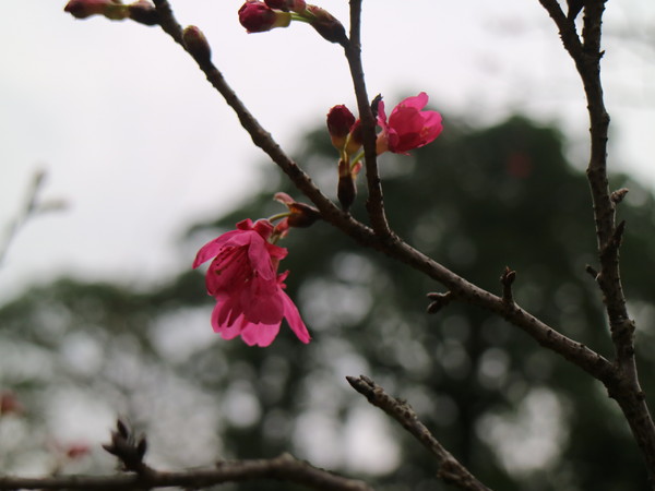 中正紀念堂：【台北旅遊】中正紀念堂漫遊/梅花/櫻花/杜鵑花/森林芬多精一次滿足