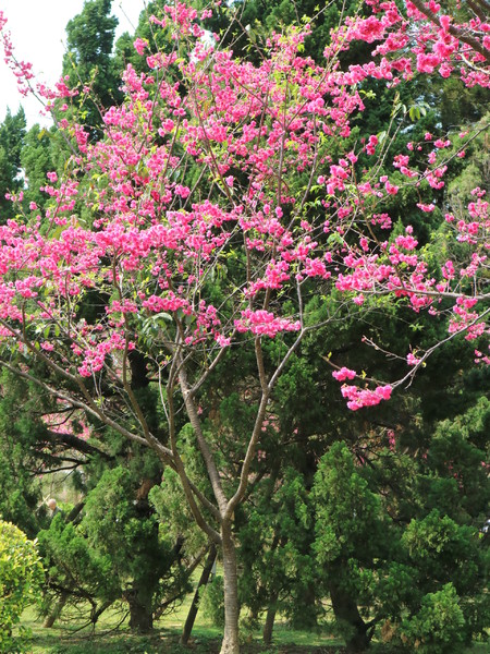中正紀念堂：【櫻花趣】2016年3月初賞櫻花