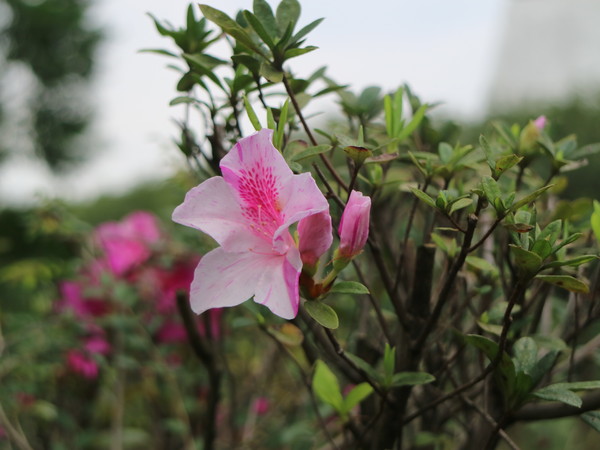 中正紀念堂：【台北旅遊】中正紀念堂漫遊/梅花/櫻花/杜鵑花/森林芬多精一次滿足