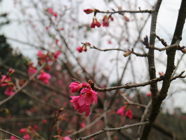 中正紀念堂：【台北旅遊】中正紀念堂漫遊/梅花/櫻花/杜鵑花/森林芬多精一次滿足
