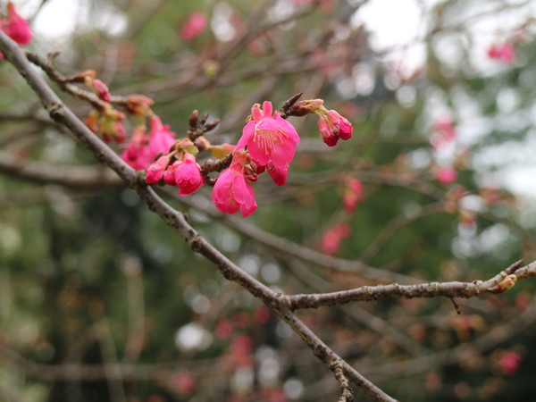 中正紀念堂：【台北旅遊】中正紀念堂漫遊/梅花/櫻花/杜鵑花/森林芬多精一次滿足