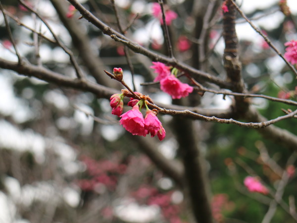 中正紀念堂：【台北旅遊】中正紀念堂漫遊/梅花/櫻花/杜鵑花/森林芬多精一次滿足