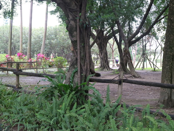 中正紀念堂：【台北旅遊】中正紀念堂漫遊/梅花/櫻花/杜鵑花/森林芬多精一次滿足