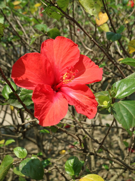 中正紀念堂：【櫻花趣】2016年3月初賞櫻花