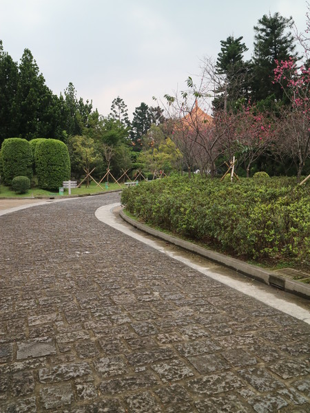 中正紀念堂：【台北旅遊】中正紀念堂漫遊/梅花/櫻花/杜鵑花/森林芬多精一次滿足
