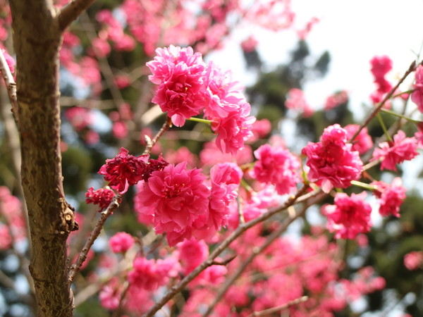 中正紀念堂：【櫻花趣】2016年3月初賞櫻花