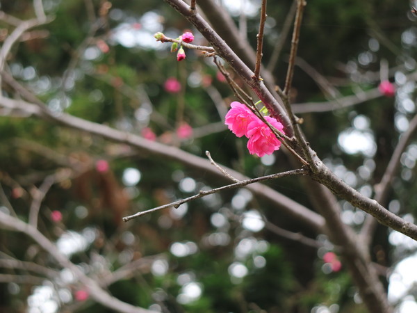 中正紀念堂：【台北旅遊】中正紀念堂漫遊/梅花/櫻花/杜鵑花/森林芬多精一次滿足
