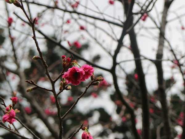 中正紀念堂：【台北旅遊】中正紀念堂漫遊/梅花/櫻花/杜鵑花/森林芬多精一次滿足