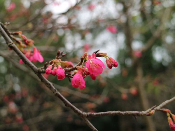 中正紀念堂：【台北旅遊】中正紀念堂漫遊/梅花/櫻花/杜鵑花/森林芬多精一次滿足