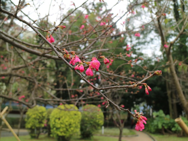 中正紀念堂：【台北旅遊】中正紀念堂漫遊/梅花/櫻花/杜鵑花/森林芬多精一次滿足