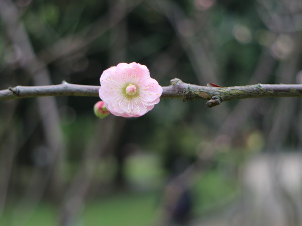中正紀念堂：【台北旅遊】中正紀念堂漫遊/梅花/櫻花/杜鵑花/森林芬多精一次滿足