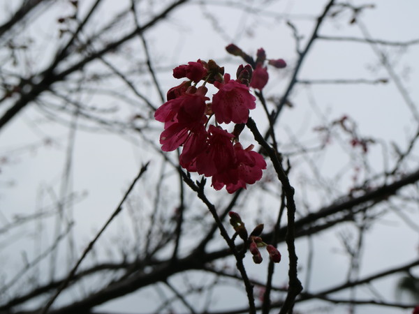 中正紀念堂：【台北旅遊】中正紀念堂漫遊/梅花/櫻花/杜鵑花/森林芬多精一次滿足
