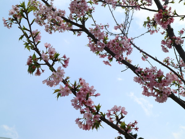中正紀念堂：【櫻花趣】2016年3月初賞櫻花