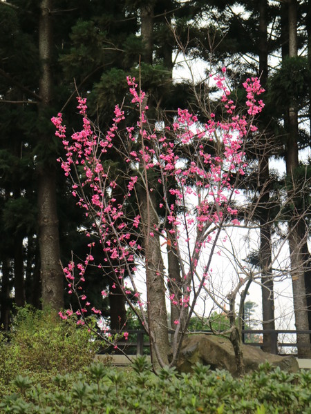 中正紀念堂：【台北旅遊】中正紀念堂漫遊/梅花/櫻花/杜鵑花/森林芬多精一次滿足