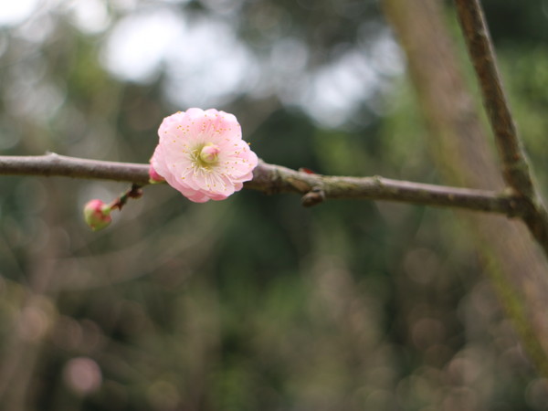 中正紀念堂：【台北旅遊】中正紀念堂漫遊/梅花/櫻花/杜鵑花/森林芬多精一次滿足