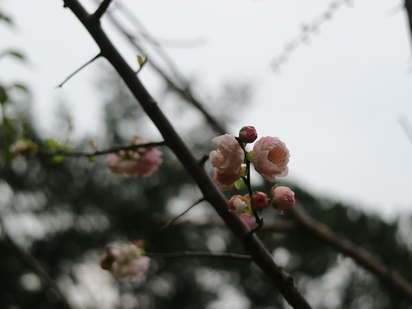 中正紀念堂：【台北旅遊】中正紀念堂漫遊/梅花/櫻花/杜鵑花/森林芬多精一次滿足