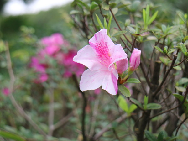 中正紀念堂：【台北旅遊】中正紀念堂漫遊/梅花/櫻花/杜鵑花/森林芬多精一次滿足