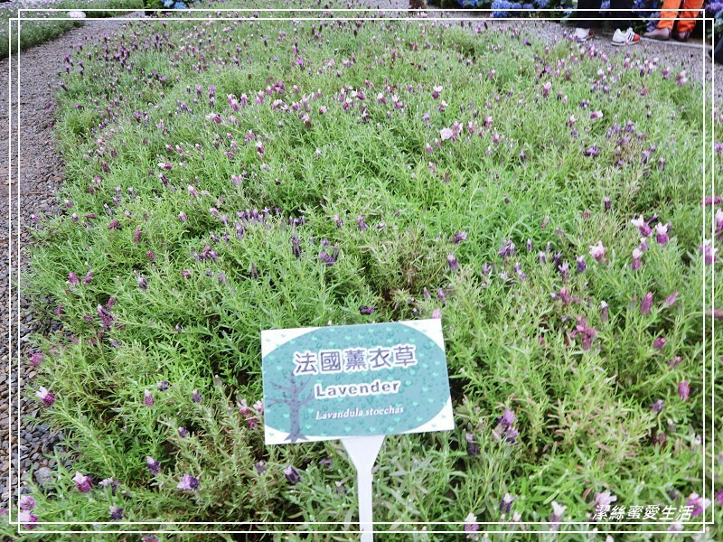 大安森林公園-台北/杜鵑繡球花美炸!2021花季新打卡點不可錯過～ - 潔絲蜜愛生活