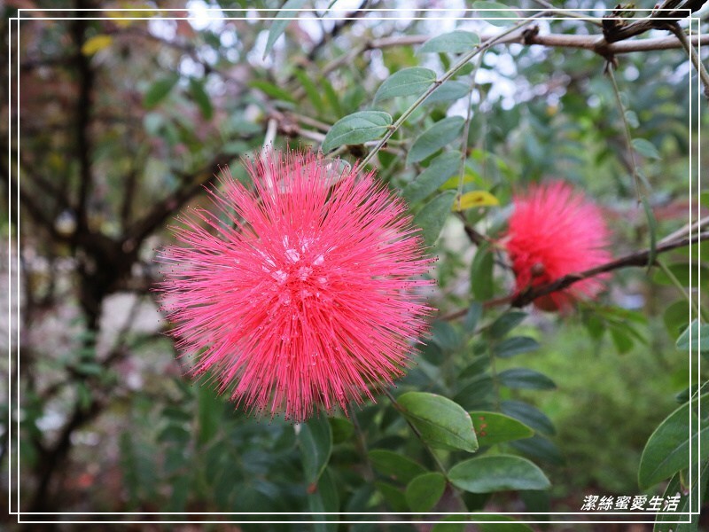 大安森林公園-台北/杜鵑繡球花美炸!2021花季新打卡點不可錯過～ - 潔絲蜜愛生活