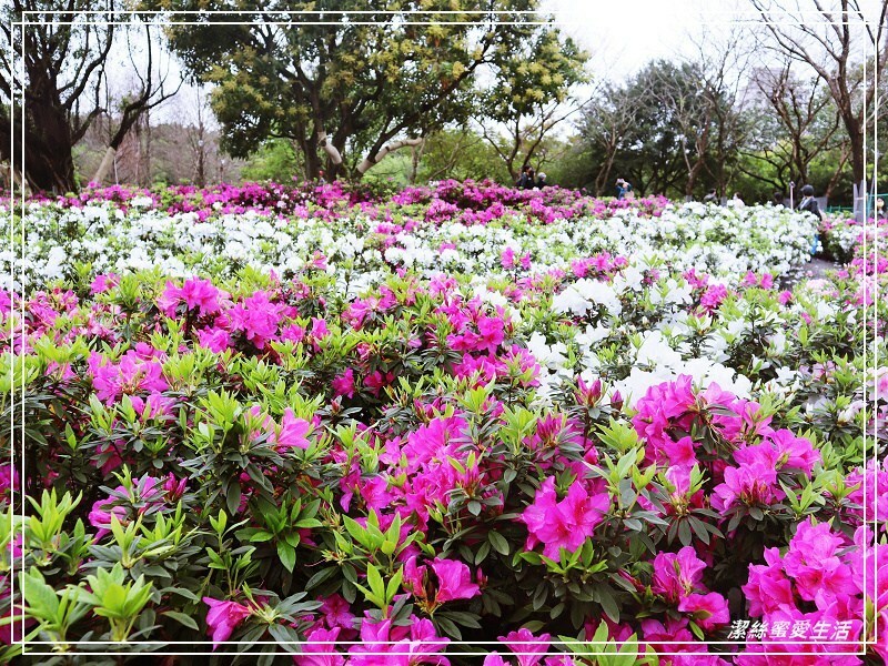 大安森林公園-台北/杜鵑繡球花美炸!2021花季新打卡點不可錯過～ - 潔絲蜜愛生活