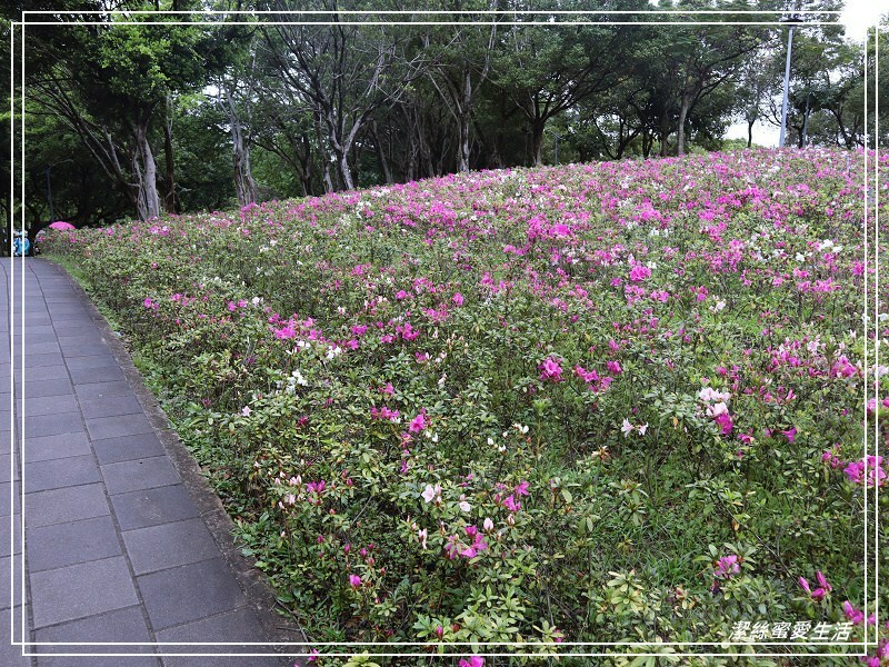 大安森林公園-台北/杜鵑繡球花美炸!2021花季新打卡點不可錯過～ - 潔絲蜜愛生活