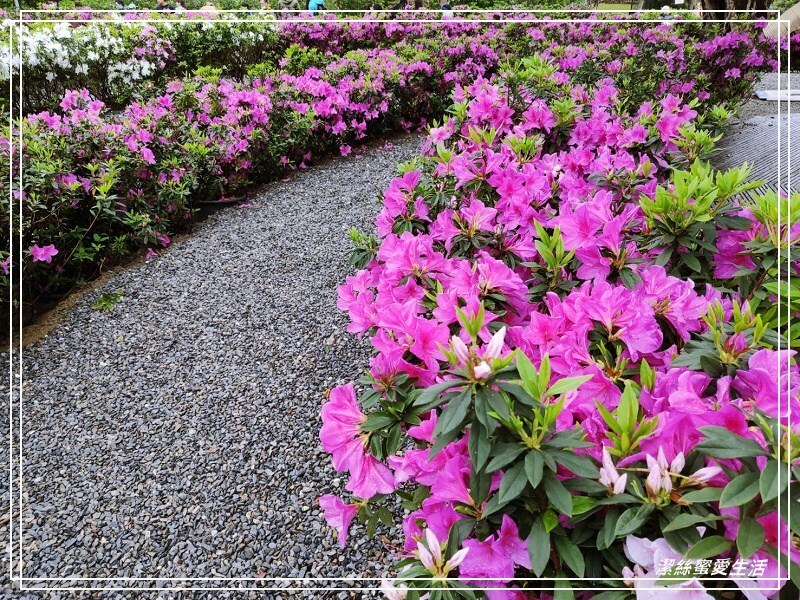 大安森林公園-台北/杜鵑繡球花美炸!2021花季新打卡點不可錯過～ - 潔絲蜜愛生活