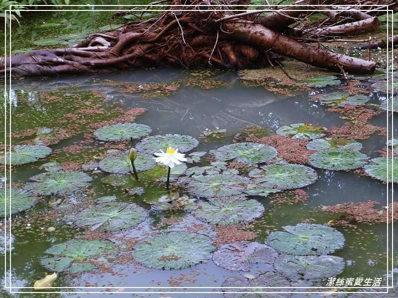 大安森林公園-台北/杜鵑繡球花美炸!2021花季新打卡點不可錯過～ - 潔絲蜜愛生活