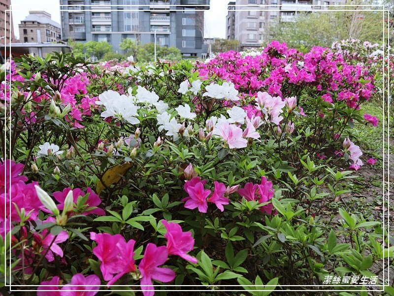 大安森林公園-台北/杜鵑繡球花美炸!2021花季新打卡點不可錯過～ - 潔絲蜜愛生活
