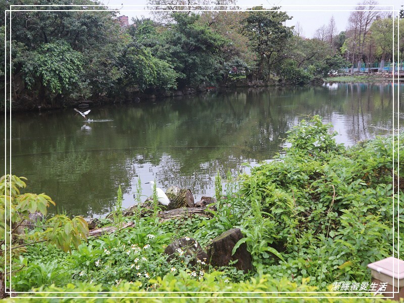 大安森林公園-台北/杜鵑繡球花美炸!2021花季新打卡點不可錯過～ - 潔絲蜜愛生活