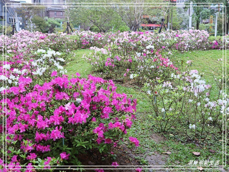 大安森林公園-台北/杜鵑繡球花美炸!2021花季新打卡點不可錯過～ - 潔絲蜜愛生活