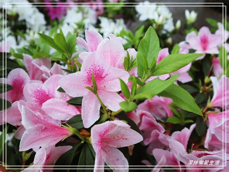 大安森林公園-台北/杜鵑繡球花美炸!2021花季新打卡點不可錯過～ - 潔絲蜜愛生活