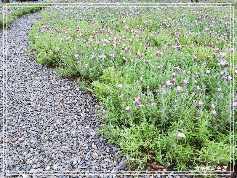 大安森林公園-台北/杜鵑繡球花美炸!2021花季新打卡點不可錯過～ - 潔絲蜜愛生活