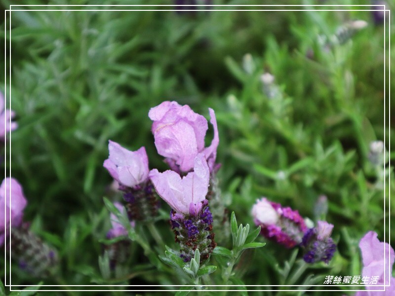 大安森林公園-台北/杜鵑繡球花美炸!2021花季新打卡點不可錯過～ - 潔絲蜜愛生活